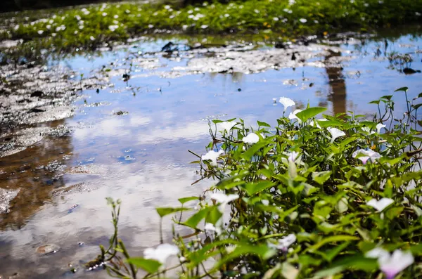 Morning glory och floden — Stockfoto