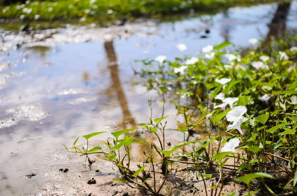 Morning glory och floden — Stockfoto