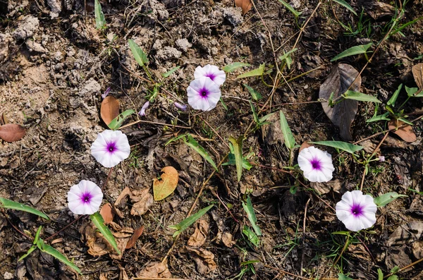 Morning glory — Zdjęcie stockowe