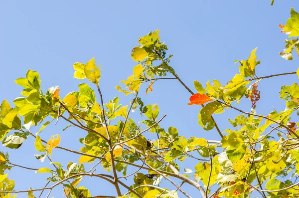 Gröna blad och trädgrenar — Stockfoto