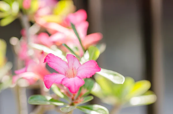 Fleurs d'azalée — Photo