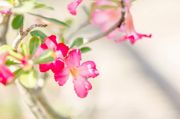 Azalea flores —  Fotos de Stock