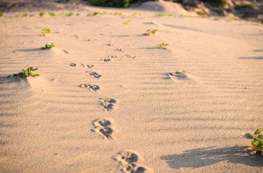 Dogs track in sand clipart