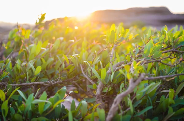 Planta verde y sol por la mañana —  Fotos de Stock