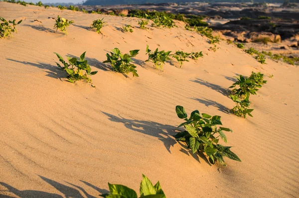 Green plant on the sand and sun — Stock Photo, Image