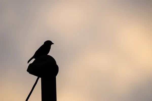 Bird silhouette — Stock Photo, Image