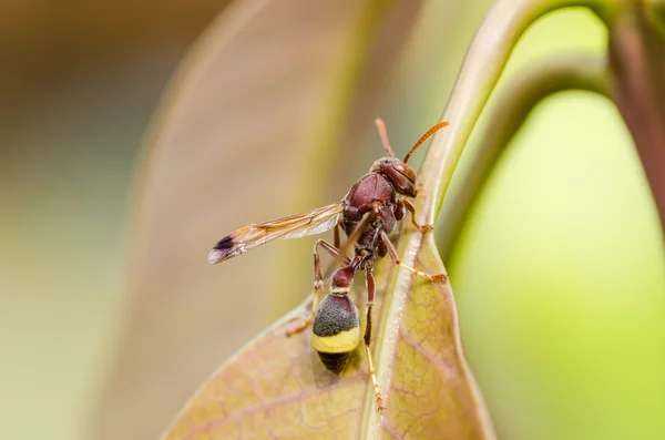 Wespe auf den Blättern — Stockfoto