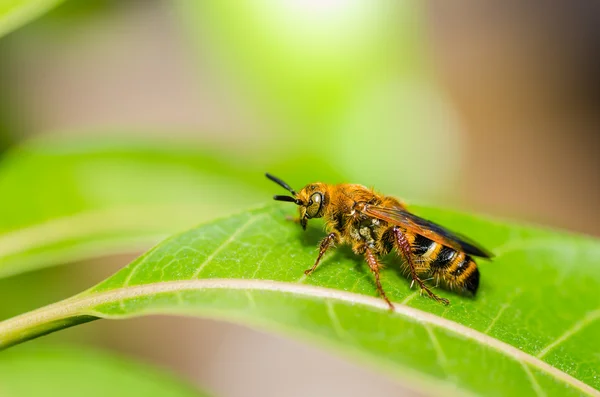 Yaprakların üzerine yaban arısı — Stok fotoğraf