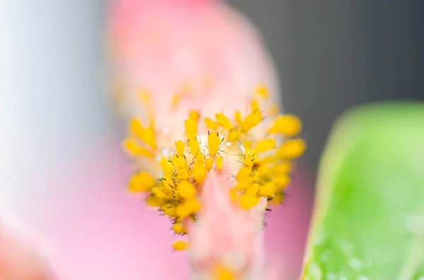 Aphids en la flor — Foto de Stock