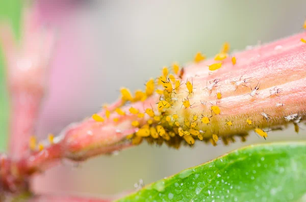 Blattläuse auf der Blume — Stockfoto