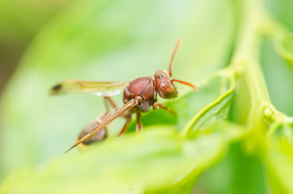 Wasp on the leaves — Stock Photo, Image