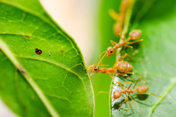 Red ant power — Stock Photo, Image