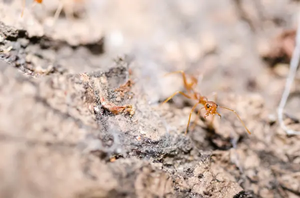 Puissance fourmi rouge — Photo