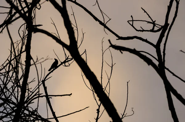 Bird silhouette on branch — Stock Photo, Image