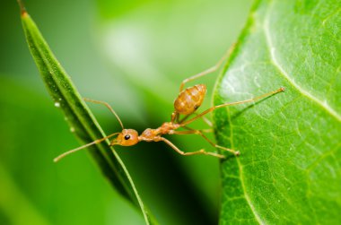 Kırmızı karınca güç