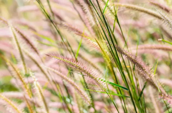 RÄVSVANS ogräs i naturen — Stockfoto