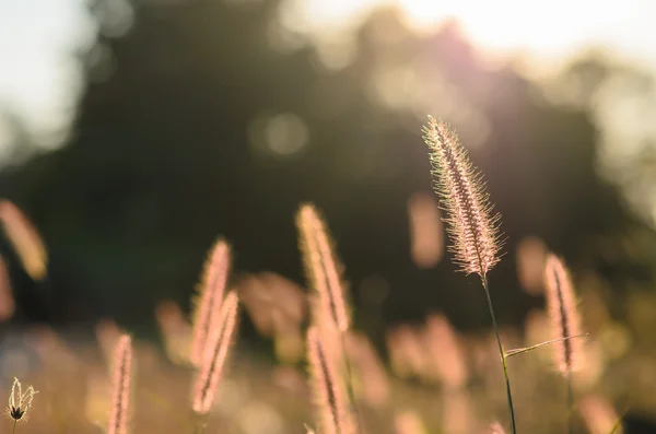 Luční trávu v přírodě — ストック写真