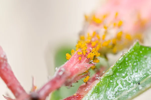 Mšice na květ — Stock fotografie