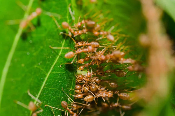 Red ant teamwork — Stock Photo, Image