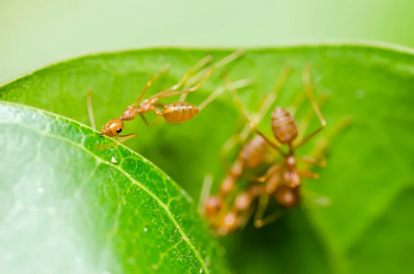 Red ant teamwork — Stock Photo, Image