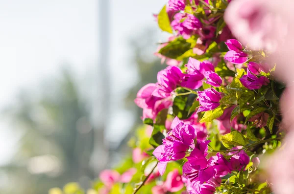 Bougainvilleas rosadas florecientes — Foto de Stock