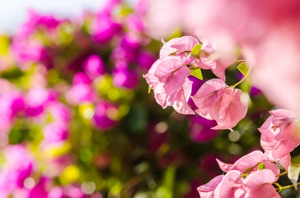 Розовые цветущие бугенвильи — стоковое фото