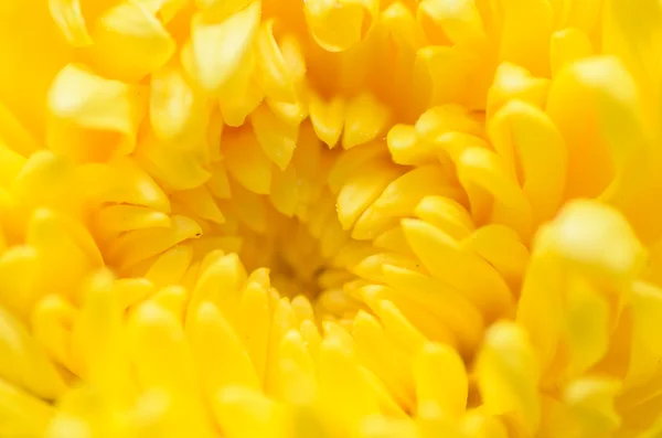 Chrysanthemum Flowers macro — Stock Photo, Image