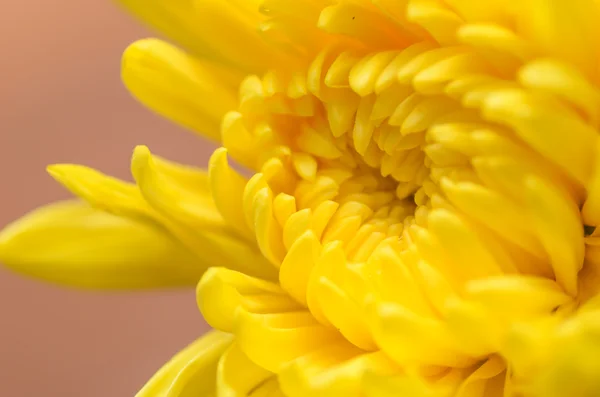 Chryzantema kwiat makro — Zdjęcie stockowe