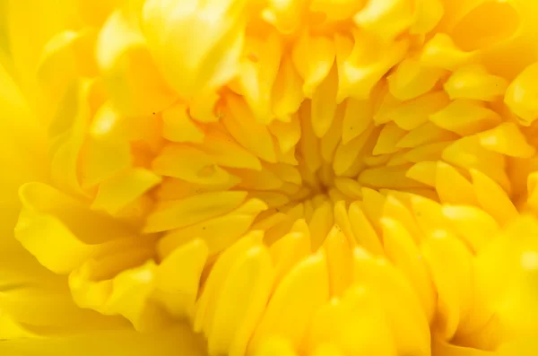 Chrysanthemum Flowers macro — Stock Photo, Image