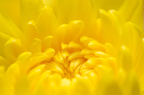 Chryzantema kwiat makro — Zdjęcie stockowe