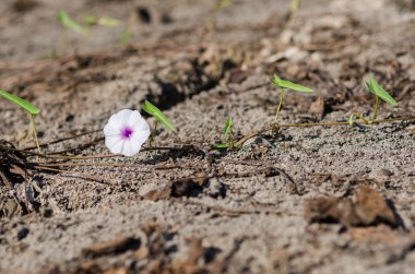 sabah zafer doğa içinde