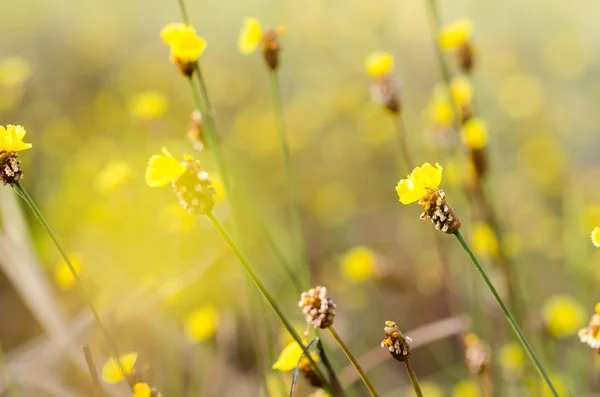 Pianta di fiori gialli Xyridaceae — Foto Stock