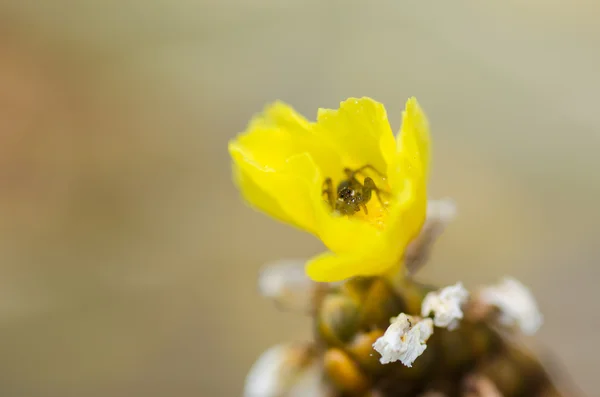Pequena aranha na flor amarela — Fotografia de Stock