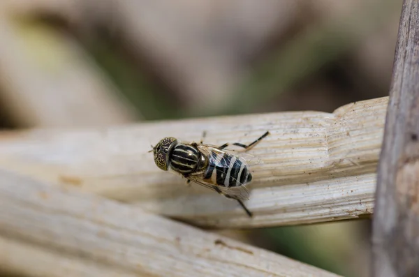 Bloem bestanden in de natuur — Stockfoto