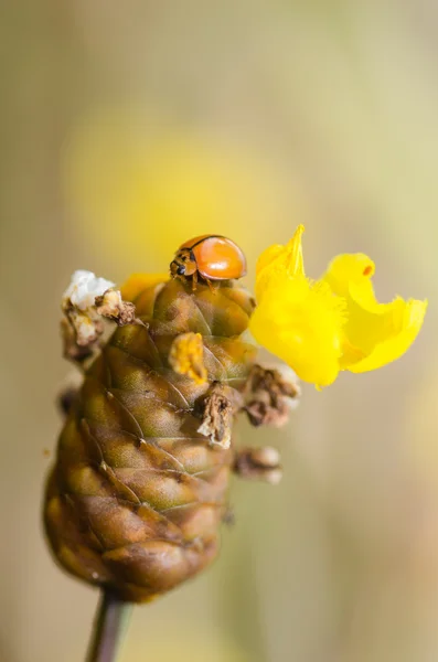 Małe biedronki na żółty kwiat roślina — Zdjęcie stockowe