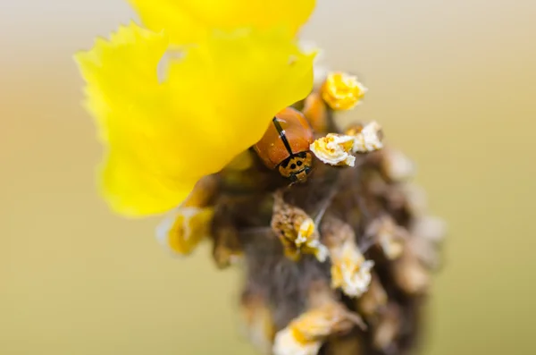Malá Beruška na žlutý květ rostlin — Stock fotografie