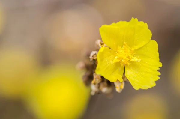 Xyridaceae flores amarelas planta — Fotografia de Stock