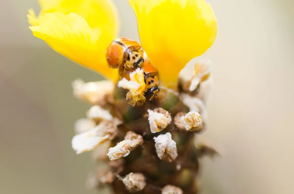 Liten nyckelpiga på gul blomma anläggningen — Stockfoto