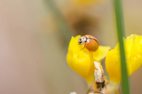 Marienkäfer auf der gelben Blütenpflanze — Stockfoto