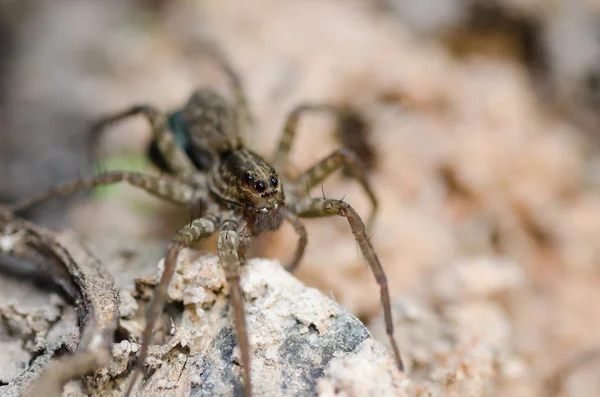 Araña lobo en la naturaleza — Foto de Stock