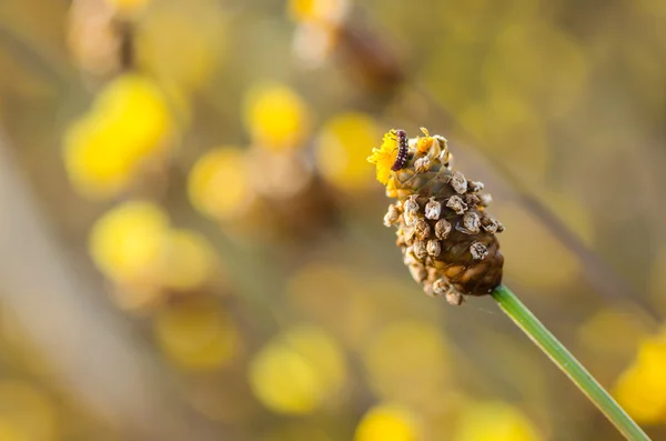 Xyridaceae 黄色花植物 — 图库照片