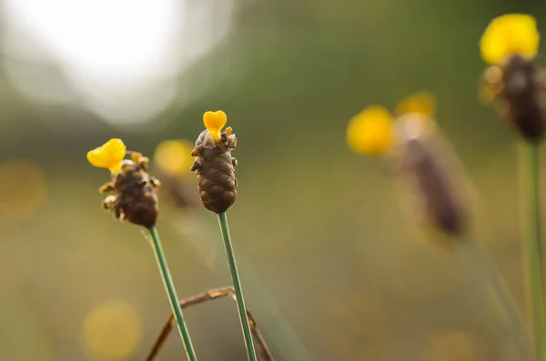 Xyridaceae yellow flowers plant — Stock Photo, Image
