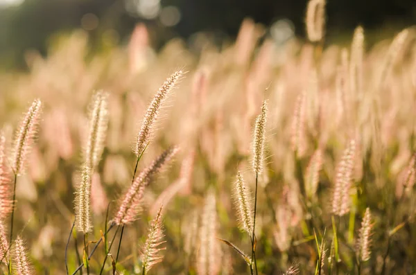 Erba di coda di volpe nella natura — Foto Stock