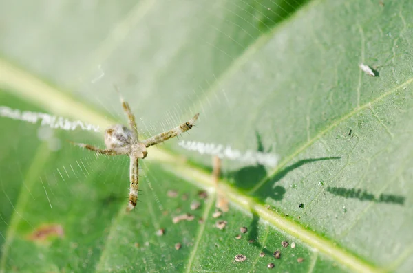 Spider in the nature — Stock Photo, Image