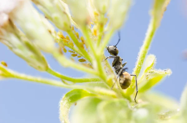 Černý mravenec a mšice v zeleni — Stock fotografie