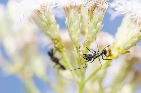 Schwarze Ameisen und Blattläuse in grüner Natur — Stockfoto