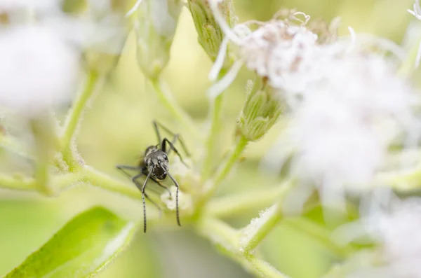 Schwarze Ameise in grüner Natur — Stockfoto