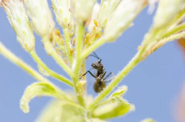 Formiga preta e pulgões na natureza verde — Fotografia de Stock