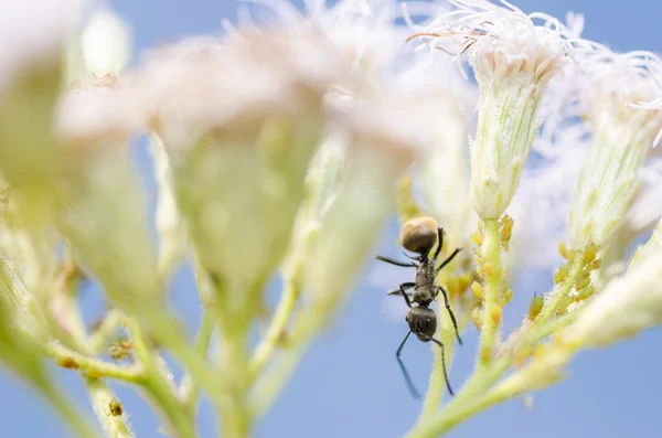 Siyah karınca ve yeşil doğa yaprak biti — Stok fotoğraf