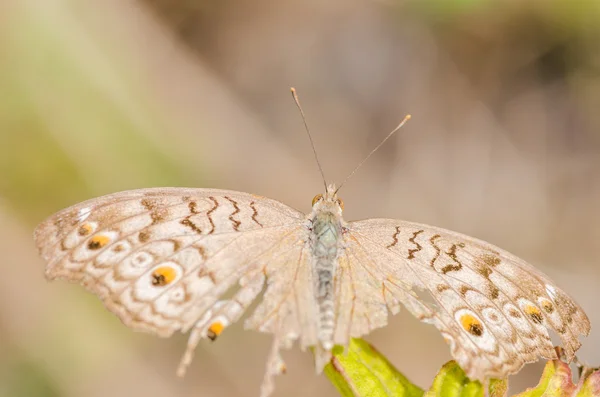 Mariposa marrón en la naturaleza — Foto de Stock